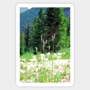 Berthoud Pass Tall Grass Sticker